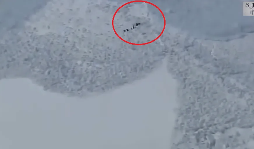 Un adevărat miracol: O turmă de capre negre scapă în mod uimitor de o avalanşă VIDEO