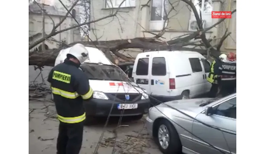 VIJELIE în Iaşi. Un copac a căzut peste trei maşini VIDEO