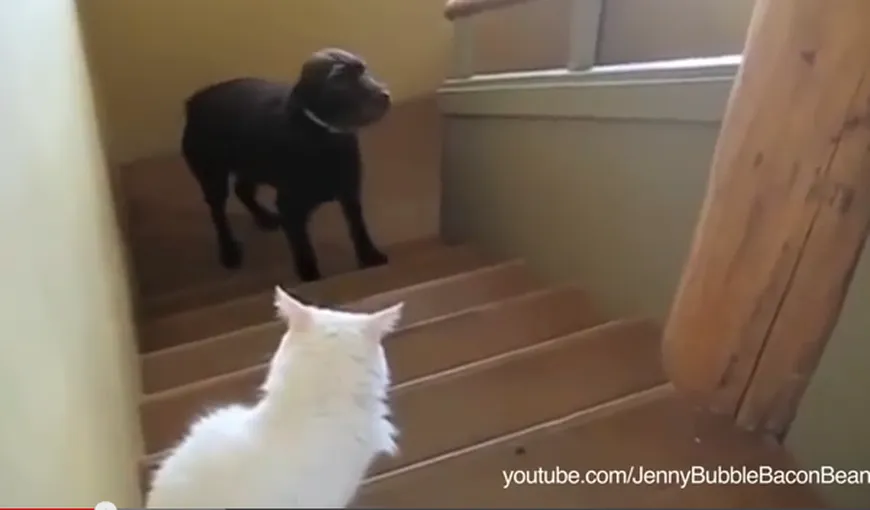 Câini înspăimântaţi de pisici: Se tem până să şi treacă pe lângă ele VIDEO