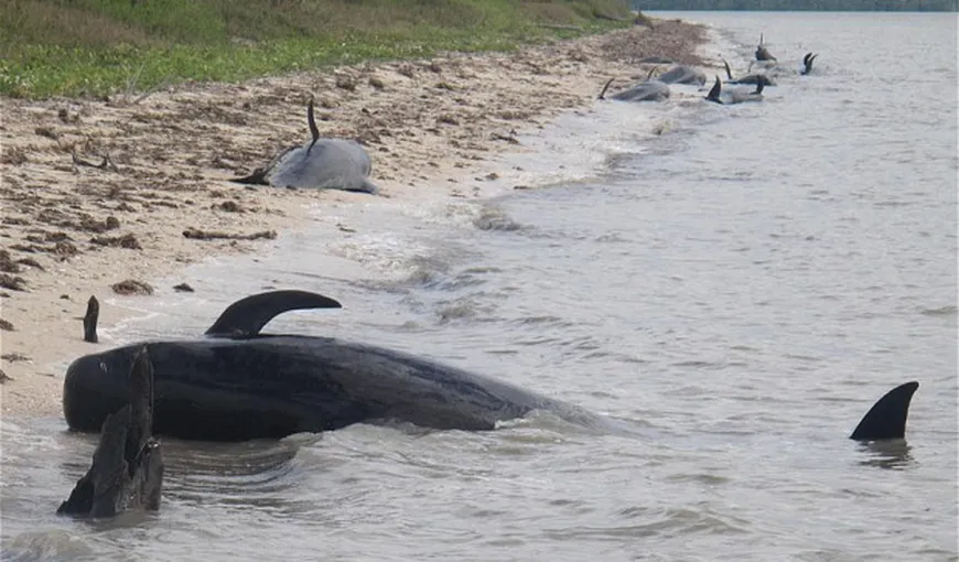 Aproape 40 de balene au eşuat în Florida. Un sfert din ele au murit