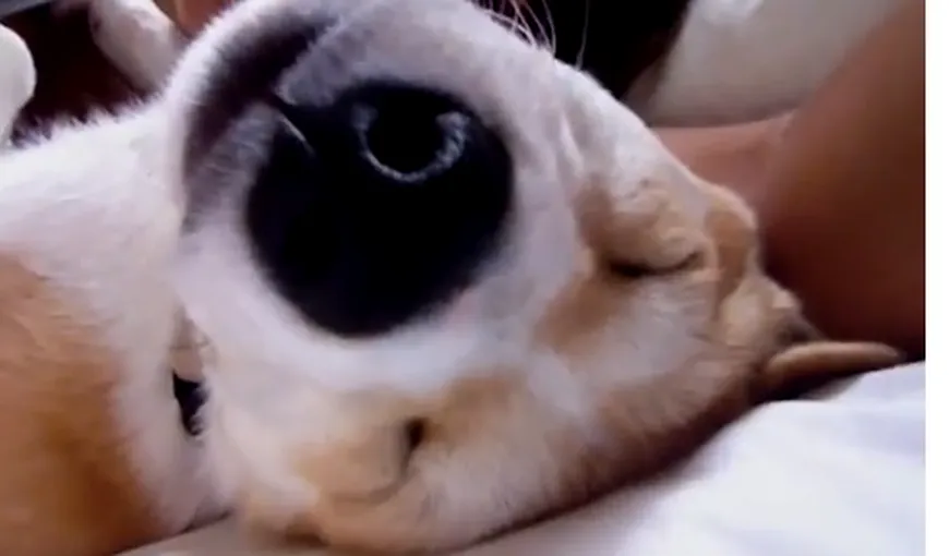 Cel mai leneş câine din lume: Stăpâna încearcă cu disperare să îl trezească dimineaţa VIDEO