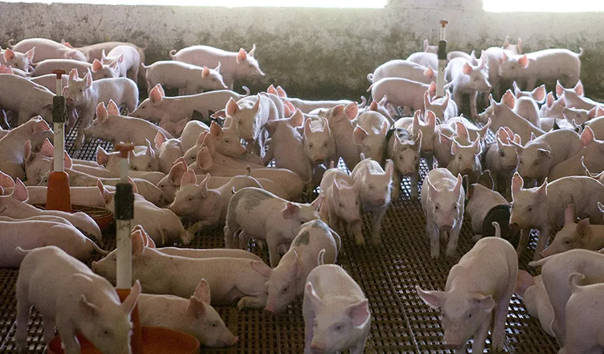Proprietarii de porci cu TRICHINELOZĂ să NU vândă carnea. Vor fi despăgubiţi