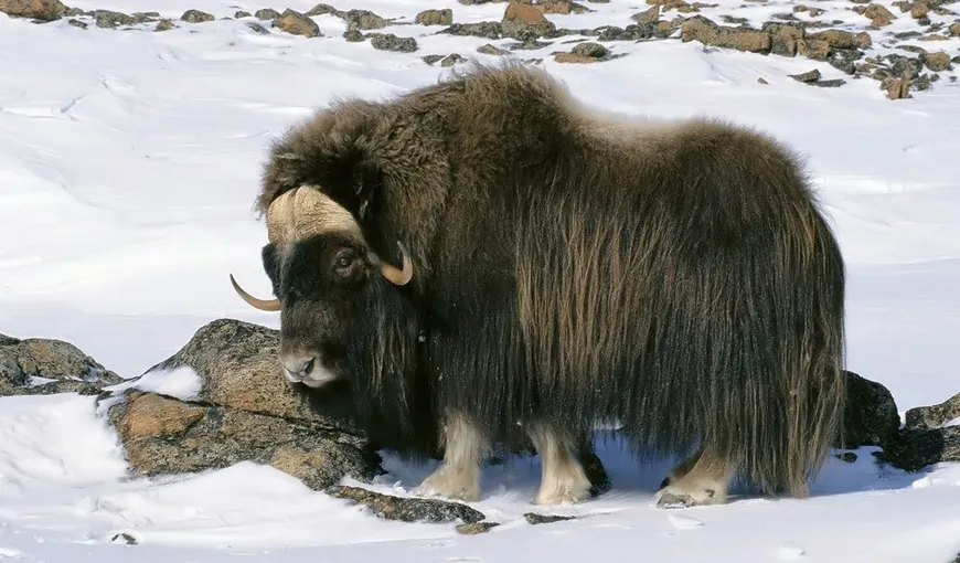 Veşti bune pentru animalele din Tibet: Populaţiile din trei specii s-au dublat în ultimii 20 de ani