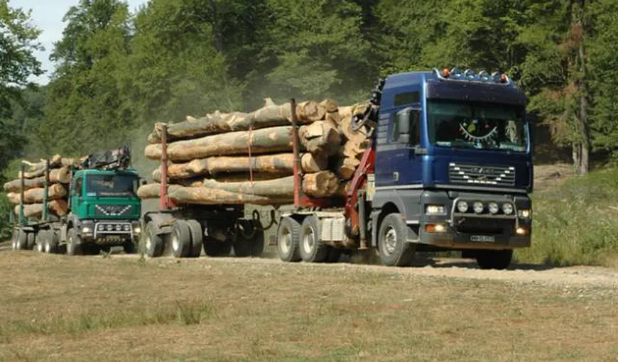 Transportul lemnului pe drumurile forestiere în timpul nopţii ar putea fi interzis