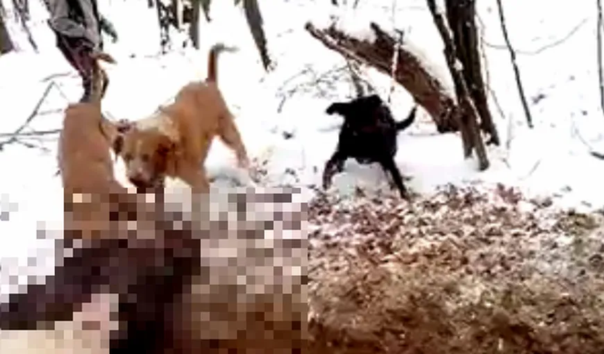 STIREA TA: Câini de vânătoare, puşi să sfâşie un mistreţ VIDEO REVOLTĂTOR