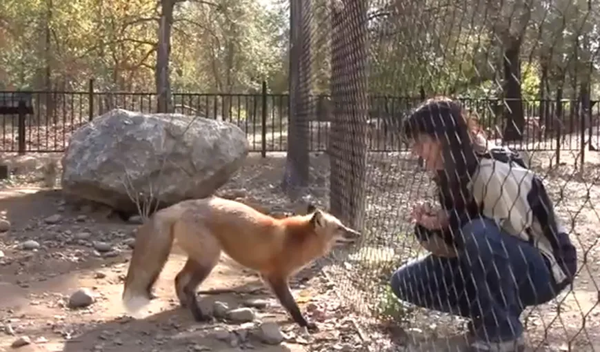 Ce face o vulpiţă şmecheră pentru a primi recompense VIDEO