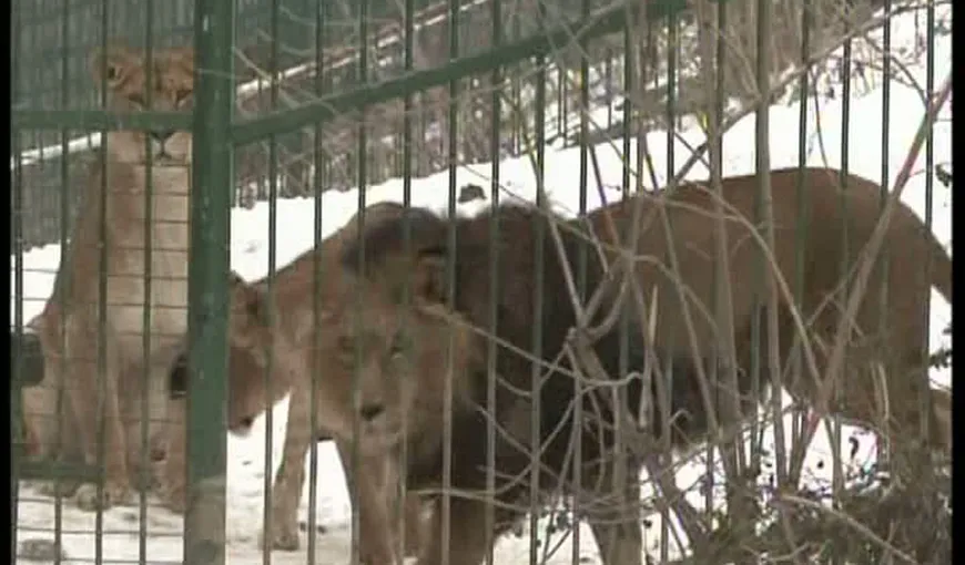 Iarnă grea pentru animalele de la zoo Braşov: Se încălzesc la calorifere, în lipsa unor noi adăposturi VIDEO