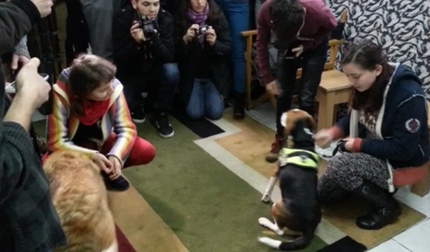 Trei câini de terapie îi vor ajuta pe studenţii din Cluj să nu mai fie stresaţi în sesiune