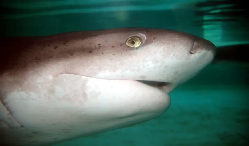 Ce a făcut un tânăr muşcat de rechin: Şi-a cusut rana şi s-a dus în bar cu prietenii