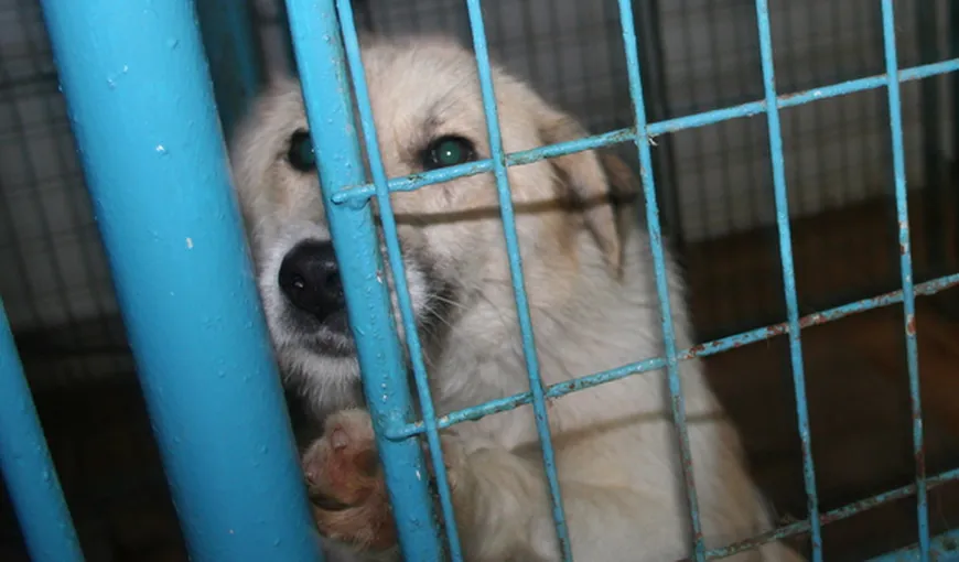 ASPA: Câinii fără stăpân nu au fost eutanasiaţi, măsura va fi aplicată doar în ultimă instanţă