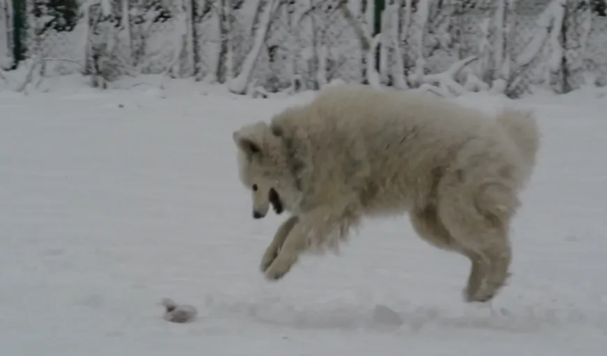 Un căţel nebunatic: Cum se joacă în zăpadă un câine extrem de haios VIDEO