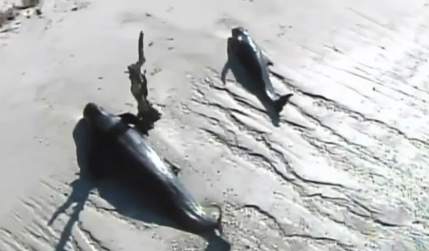 Zeci de balene au murit pe o plajă în urma unui fenomen INEXPLICABIL pentru cercetători