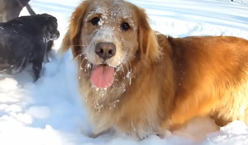 Ce se întâmplă atunci când foarte mulţi câini zăpăciţi ies la zăpadă VIDEO