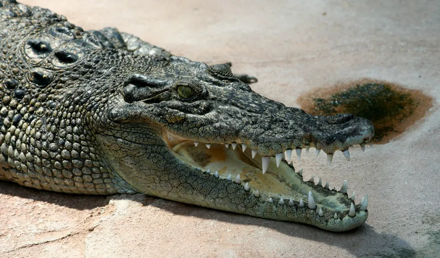 Un băiat de 12 ani a dispărut după ce a fost muşcat de un crocodil