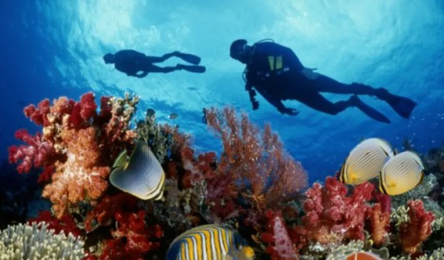 Coralii din Marea Barieră care au supravieţuit fenomenului albirii au devenit mai rezistenţi (Studiu)