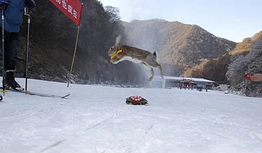 Nu este doar o poveste: O broască ţestoasă a învins un iepure într-o cursă de schi