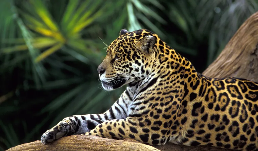 Dispariţia jaguarilor pune în pericol existența pădurii tropicale atlantice