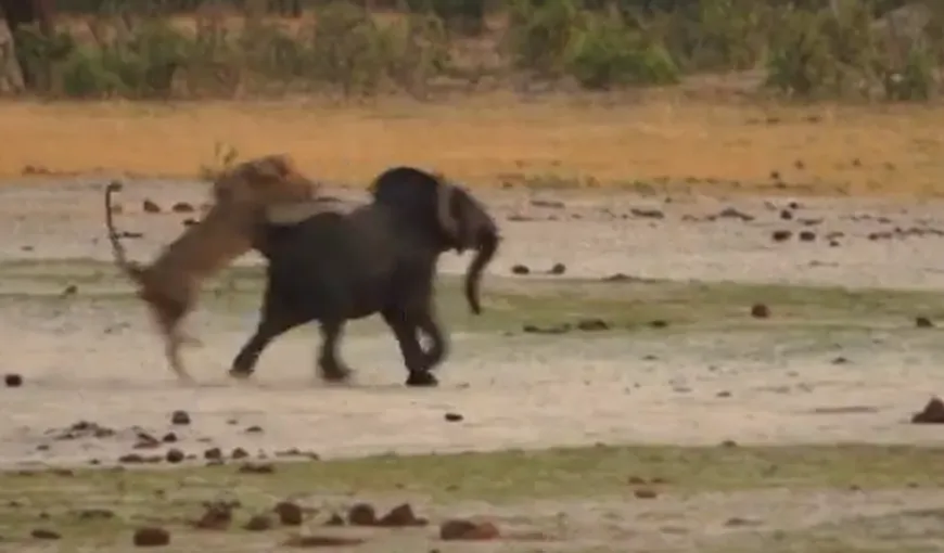 Ultimele minute din viaţa unui pui de elefant: Atacul infernal al unui leu VIDEO