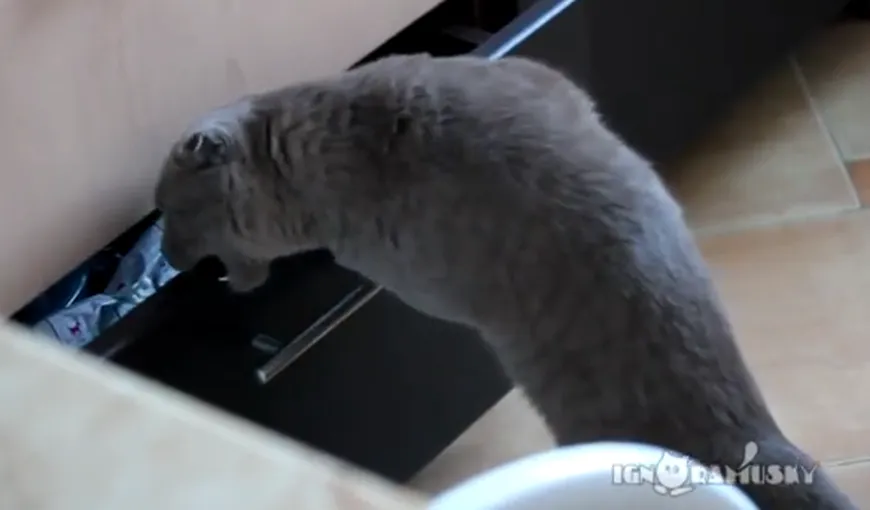 Cum reacţionează o pisică prinsă în timp ce fura dintr-un sertar VIDEO
