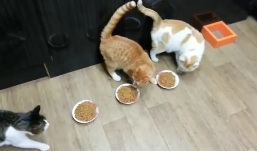 O pisică posesivă: Ce face o mâţă care vrea toată mâncarea pentru ea VIDEO