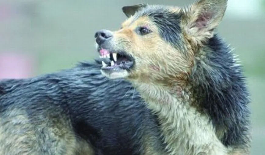 Imagini inedite de la un adăpost ilegal de câini de lângă Bucureşti VIDEO