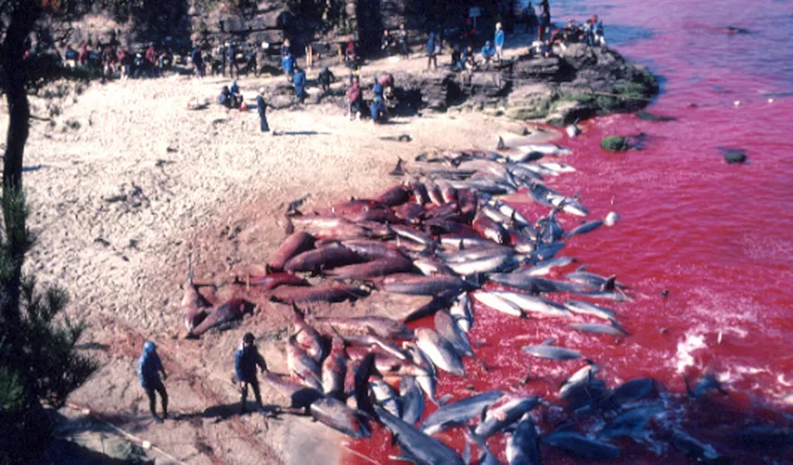 Masacru în numele tradiţiei: Sute de delfini sunt torturaţi în Japonia, după care sunt ucişi VIDEO