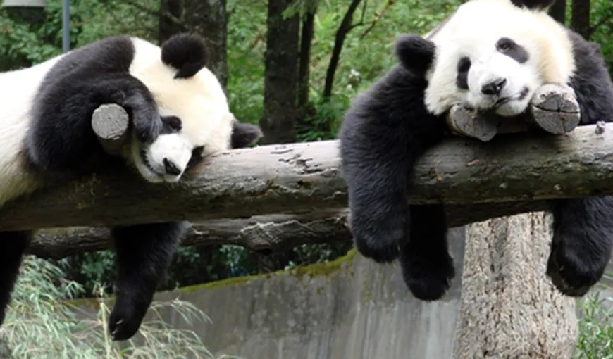 A fost desemnat cel mai simpatic urs panda. Fă cunoştinţă cu Tian Tian VIDEO