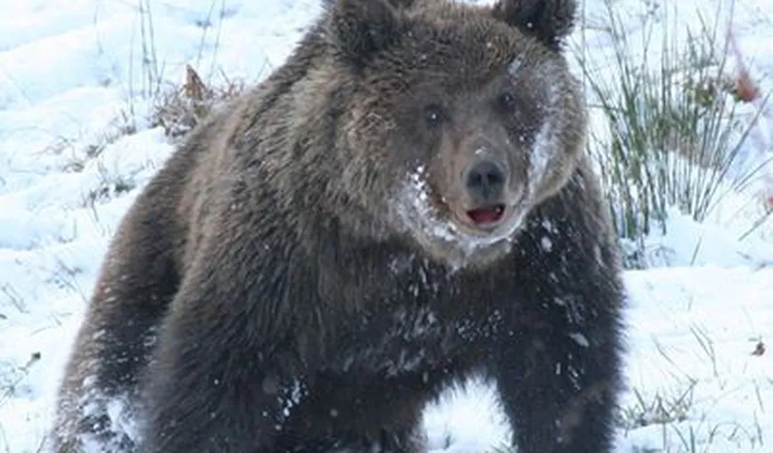 Nu toţi urşii hibernează: Un cabanier, atacat de urs la Padina VIDEO
