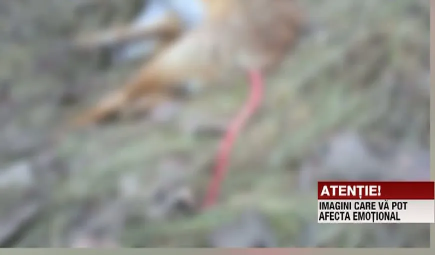 Cruzime fără limite în Suceava: O femeie a găsit două vulpi decapitate şi trei câini cu ţepuşe înfipte în ei
