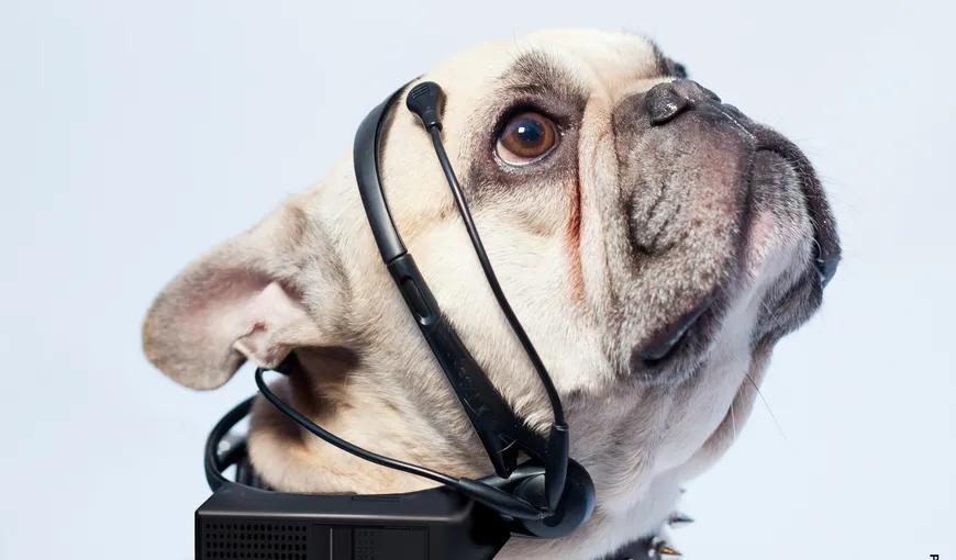 Vreţi să ştiţi ce spune câinele vostru? Un aparat va traduce limbajul căţeilor
