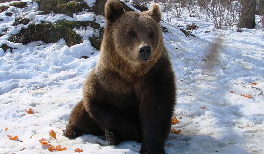 Ce face un urs atunci când hibernează iarna VIDEO