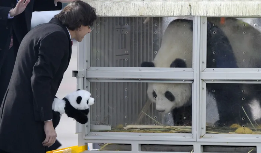 Doi urși panda gigant, împrumutați Belgiei de către China, primiţi la Bruxelles ca nişte vedete VIDEO