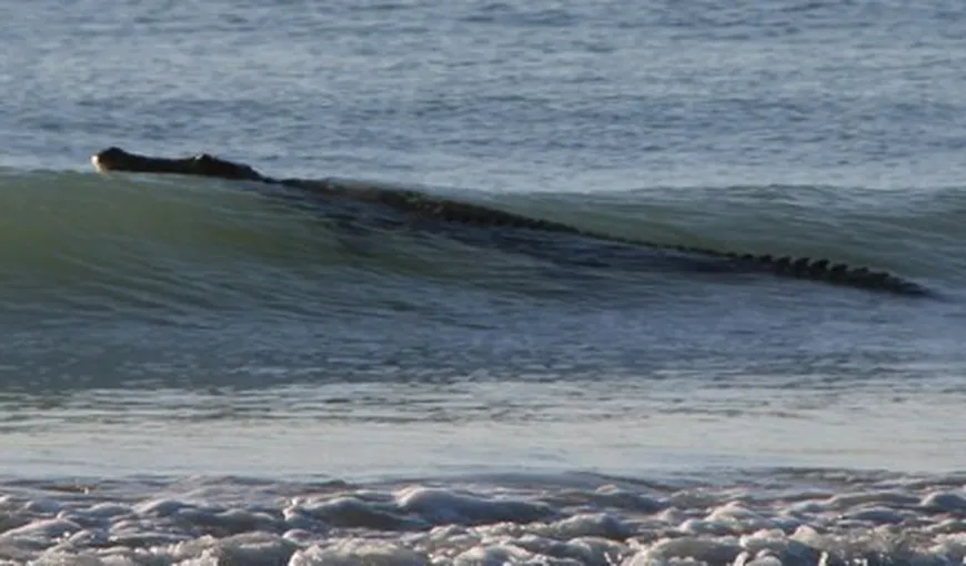 Crocodilul din mare: O plajă din Australia, închisă din cauza unei reptile VIDEO