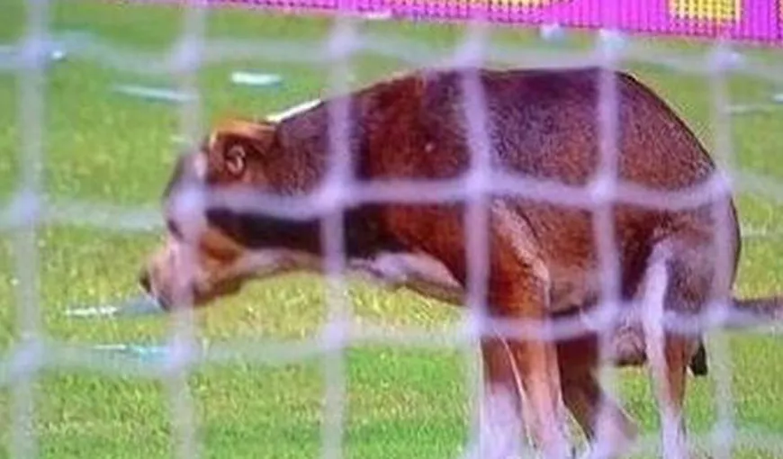 Cel mai nesimţit câine din lume. Incredibil ce a făcut pe teren în timpul unui meci de fotbal VIDEO