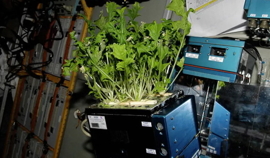 Astronauţii ruşi au reuşit să cultive legume în spaţiu, la bordul ISS