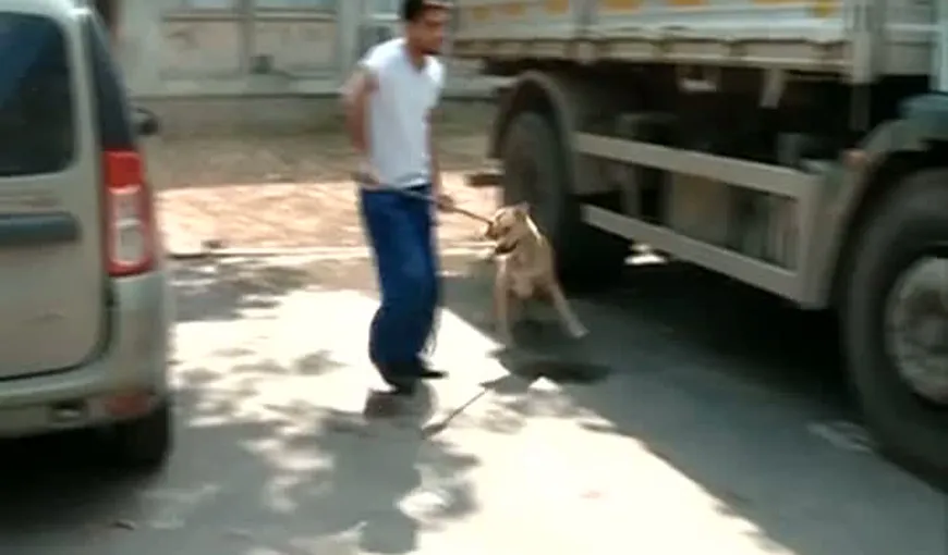 Scandal pe câinii fără adăpost: Începe eutanasierea maidanezilor