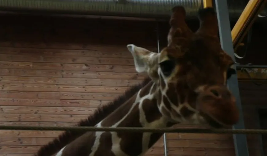 Cruzime de neimaginat: O girafă perfect sănătoasă, eutanasiată la grădina zoologică din Copenhaga