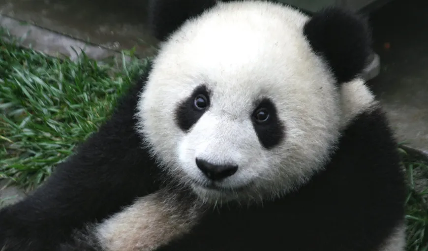 Nouă pui de panda, principala atracţie la un centru de cercetare din sudul Chinei VIDEO