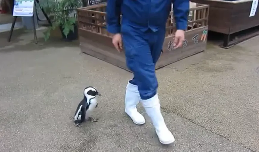 Un pinguin, îndrăgostit de îngrijitorul său de la zoo: Aleargă după el peste tot VIDEO