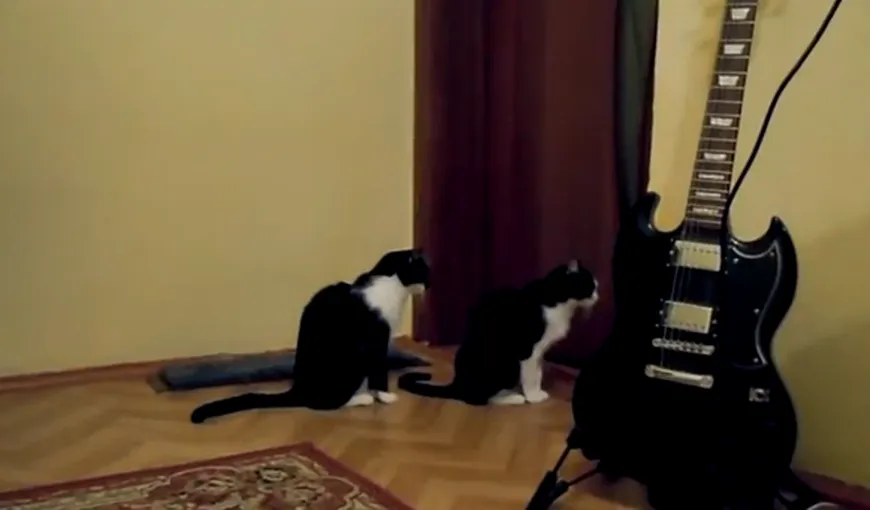 Cum încearcă o pisică să îşi ceară scuze de la altă mâţă. Finalul este neaşteptat VIDEO