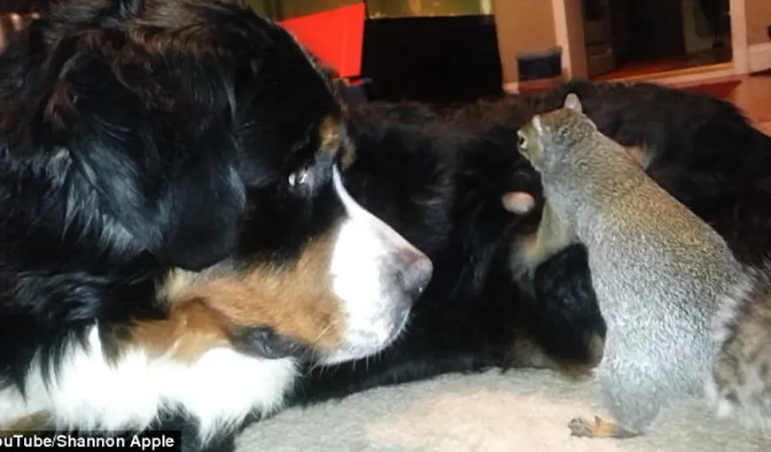 ADORABIL: O veveriţă îşi ascunde ghinda în blana unui câine VIDEO