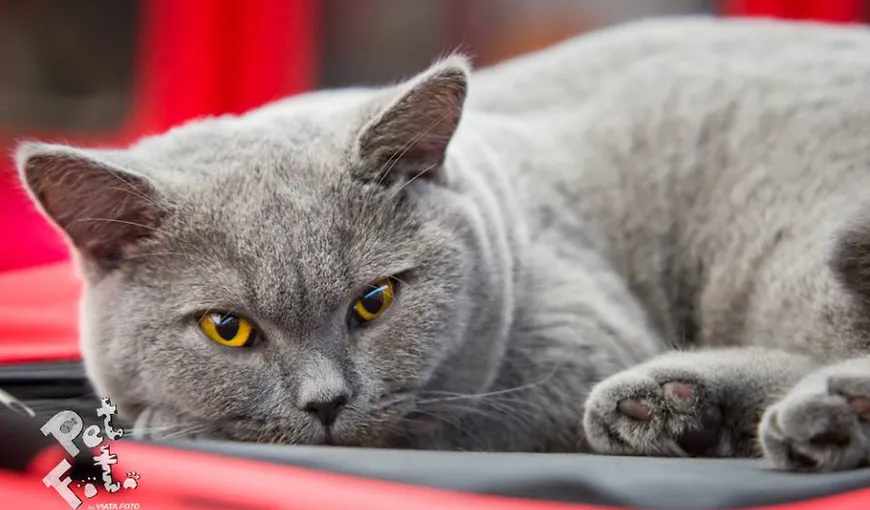 Cele mai frumoase pisici din lume se întrec în frumuseţe, în acest weekend, la Bucureşti