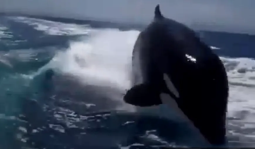 Imagini TERIFIANTE cu mai multe balene ucigaşe care urmăresc o barcă cu motor VIDEO