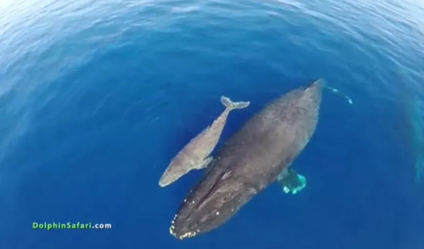 IMAGINI SUPERBE surprinse cu drona: un pui de balenă cu cocoaşă, alături de delfini VIDEO