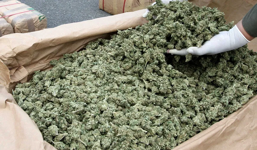 Marijuana la bord: 560 de kilograme de „IARBĂ” capturate dintr-un camion românesc