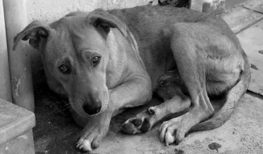 ASPA interzice adopțiile de câini fără stăpân în cazul celor care îi abandonează