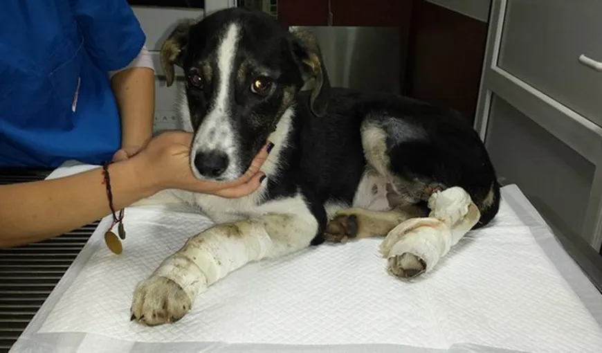 Cruzime fără limite: Un câine a fost lovit intenţionat cu maşina de un şofer