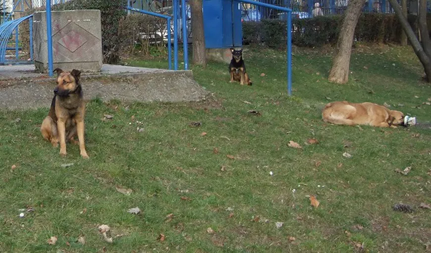Băieţel atacat şi muşcat de o haită de câini în Parcul Copiilor din Timişoara VIDEO