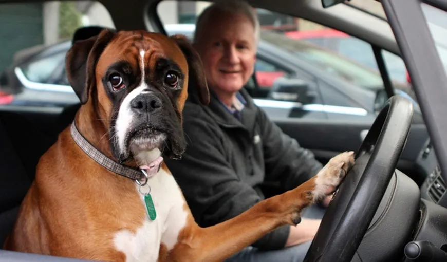 Ce face un câine când îl laşi singur în maşină. Nu o să te aştepţi la asta VIDEO