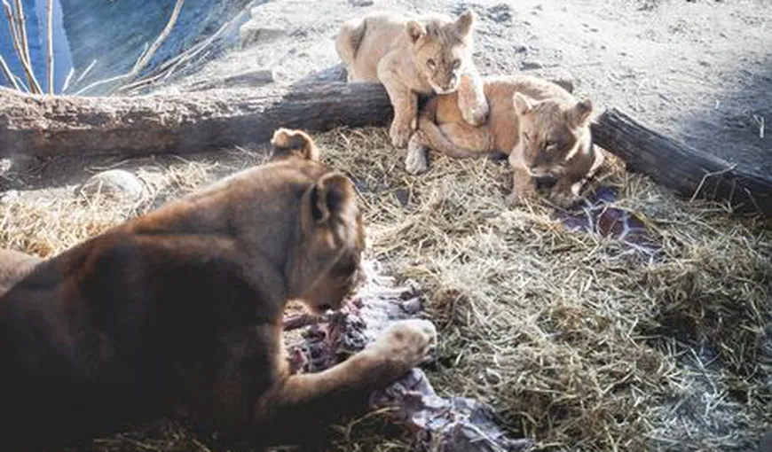 Grădina zoologică din Copenhaga care a disecat girafa a ucis acum patru lei sănătoşi